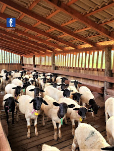 imagem 5 - Sítio com 3 dormitórios à venda, 730000 m² por R$ 4.500.000,00 - Centro - Capitólio/MG imagem 5 - Sítio com 3 dormitórios à venda, 730000 m² por R$ 4.500.000,00 - Centro - Capitólio/MG