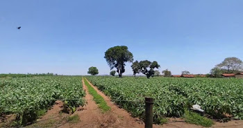 imagem 3 - Sítio com 4 dormitórios à venda, 15000 m² por R$ 650.000,00 - Guatapará - Guatapará/SP imagem 3 - Sítio com 4 dormitórios à venda, 15000 m² por R$ 650.000,00 - Guatapará - Guatapará/SP