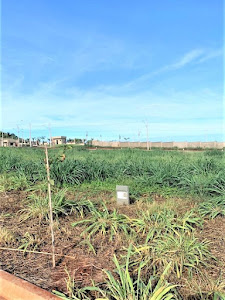 imagem 3 - Terreno à venda, 250 m² por R$ 250.000 - Recreio Anhangüera - Ribeirão Preto/SP imagem 3 - Terreno à venda, 250 m² por R$ 250.000 - Recreio Anhangüera - Ribeirão Preto/SP