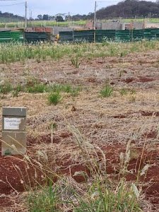 imagem 1 - Terreno à venda, 250 m² por R$ 240.000,00 - Recreio Anhangüera - Ribeirão Preto/SP imagem 1 - Terreno à venda, 250 m² por R$ 240.000,00 - Recreio Anhangüera - Ribeirão Preto/SP